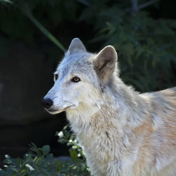 Side portrait of an alert polar wolf female with yellow eyes on shadowy forest background.