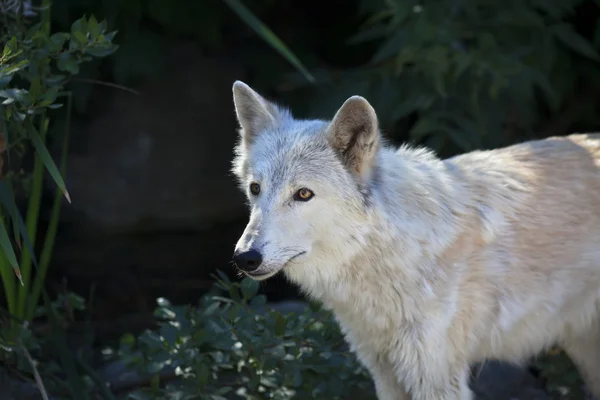 Retrato lateral de una mujer lobo polar con ojos amarillos sobre fondo oscuro . — Foto de Stock