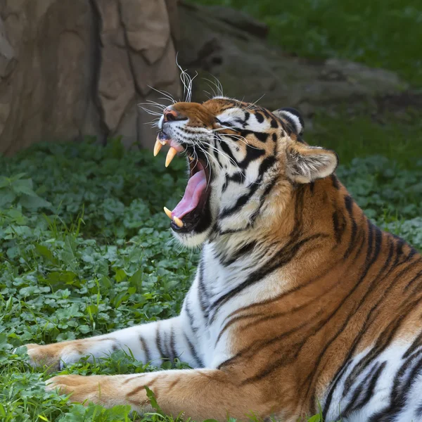Een gapende Siberische tijger vrouwelijk, liggen op groen gras en rotsachtige achtergrond. — Stockfoto