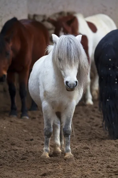 Een portret van de volledige lengte van een kleine grijze harige paard. — Stockfoto