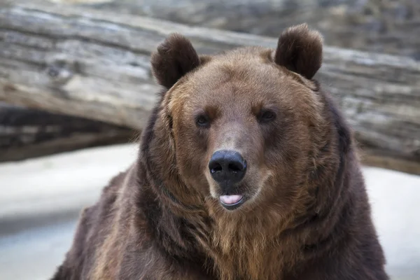Een tease bruine beer vrouw toont haar roze tong. — Stockfoto