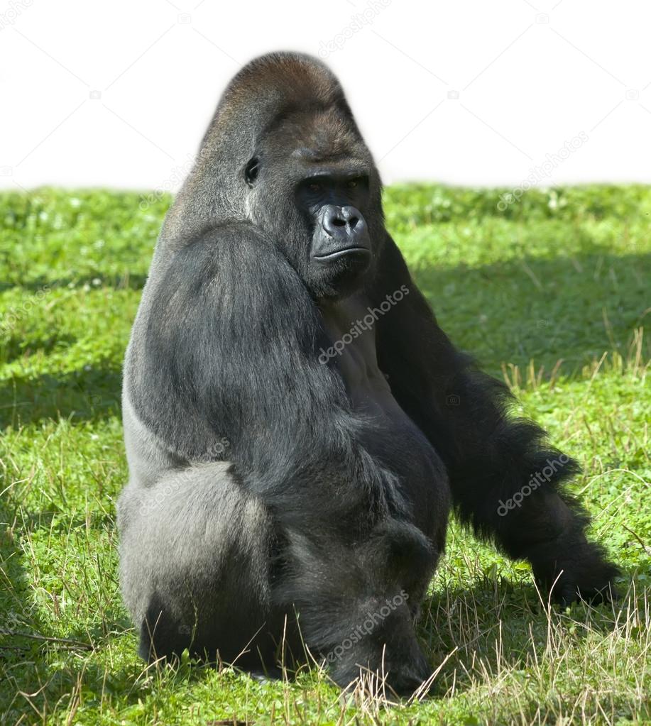 A gorilla male, severe silverback, the chief of a monkey family.