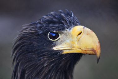 Closeup portrait of a Steller's sea-eagle (Haliaeetus pelagicus) after eating. clipart