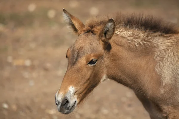 The head of a young Przewalski's horse female. — Stock Photo, Image