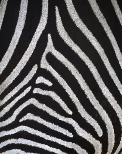 Fragment of a zebra skin. — Stock Photo, Image