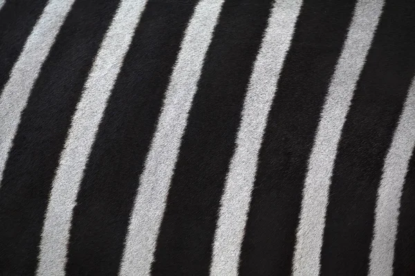 Colpo macro di una pelle di zebra . — Foto Stock