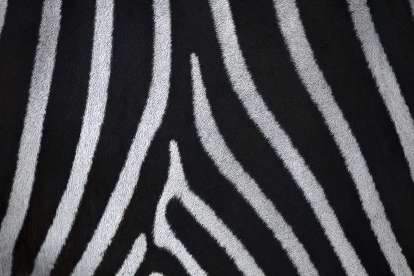Closeup shot of a zebra skin. — Stock Photo, Image