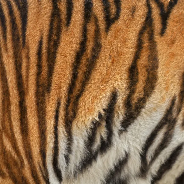 Bunte Textur sibirischer Tigerin mit orangen, schwarzen und weißen Streifen. — Stockfoto