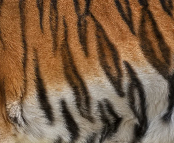 Colorful texture of Siberian tigress with orange, black and white stripes. — Stock Photo, Image