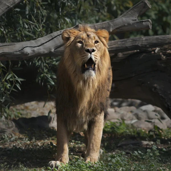 Prowling Asian lion with open chaps is coming out of the forest. — Stock Photo, Image