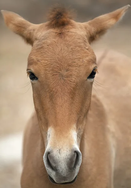 Het hoofd van een jonge przewalski paard vrouwelijke. — Stockfoto