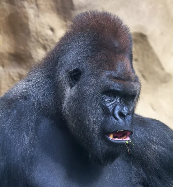 Een gorilla mannelijke, Zilverrug, leider van de aap familie, eten van gras. — Stockfoto