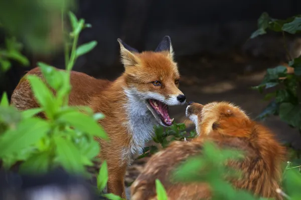 Face portrait of two red foxes with open chaps. — Stock Photo, Image