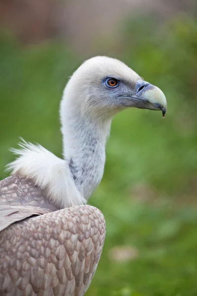 Gros portrait d'un vautour griffon (gyps fulvus) sur fond de flou vert . — Photo