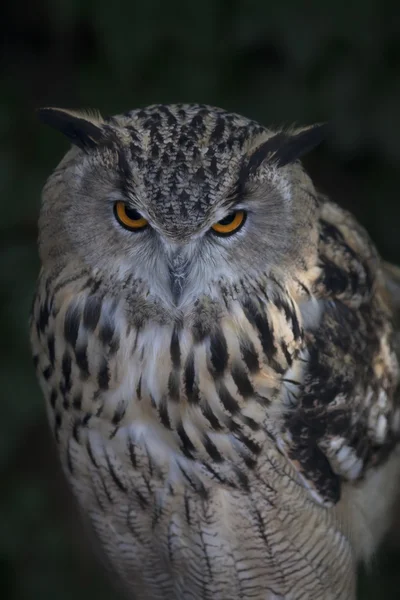 Screech owl na tmavém pozadí. — Stock fotografie