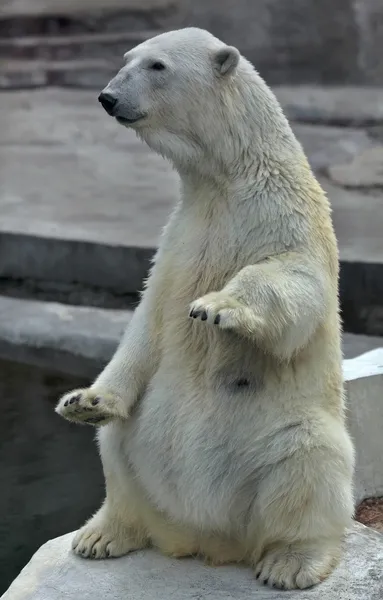 Une femelle ours polaire, assise droite avec les pattes avant levées . — Photo