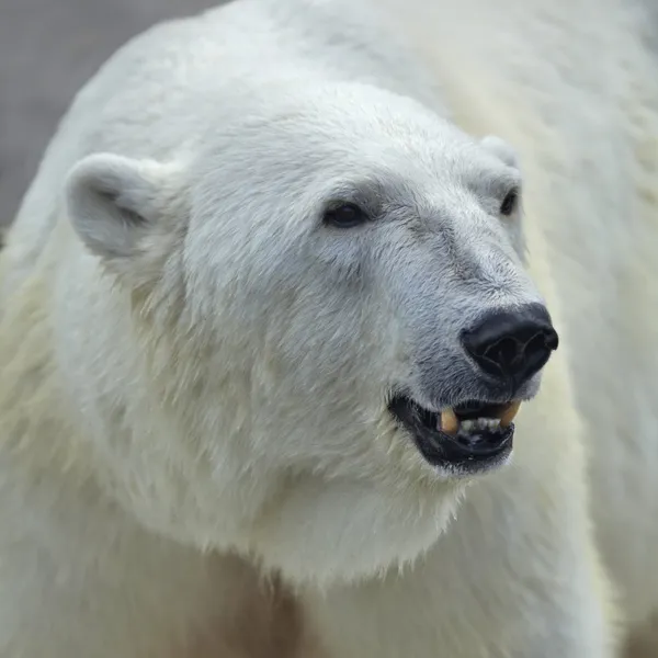 La cabeza de un oso polar hembra . — Foto de Stock