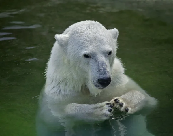 Ein Eisbärweibchen sitzt mit zusammengestutzten Pfoten im Wasser. — Stockfoto