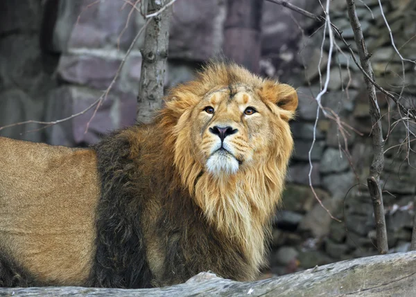 Closeup portrait of a young Asian lion.