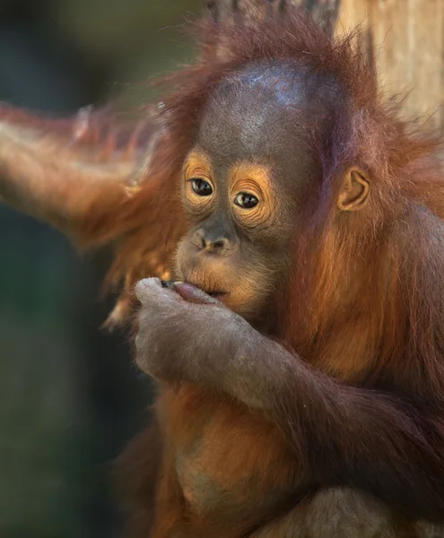 Nachdenklicher Ausdruck eines Orang-Utan-Babys. — Stockfoto