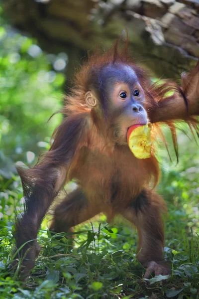 Full-size portrait of an orangutan baby with apple in its mouth. — Stock Photo, Image