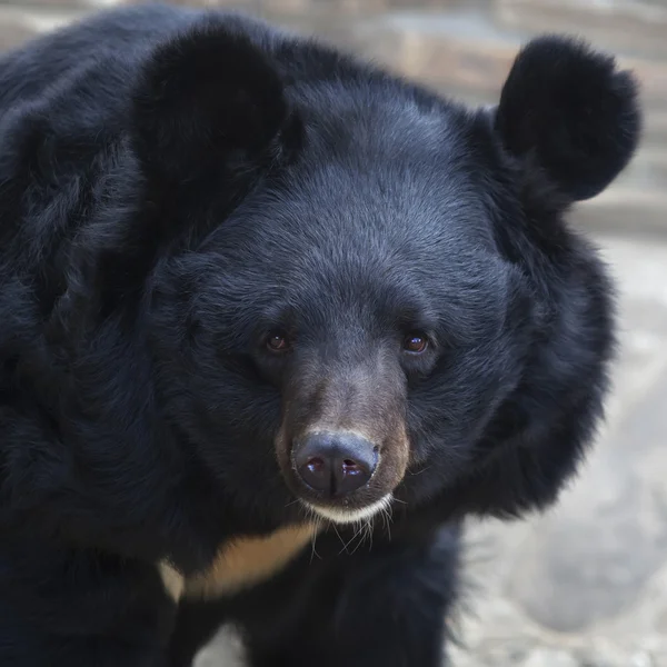 Huvudet och axlarna av en asiatiska black bear. — Stockfoto