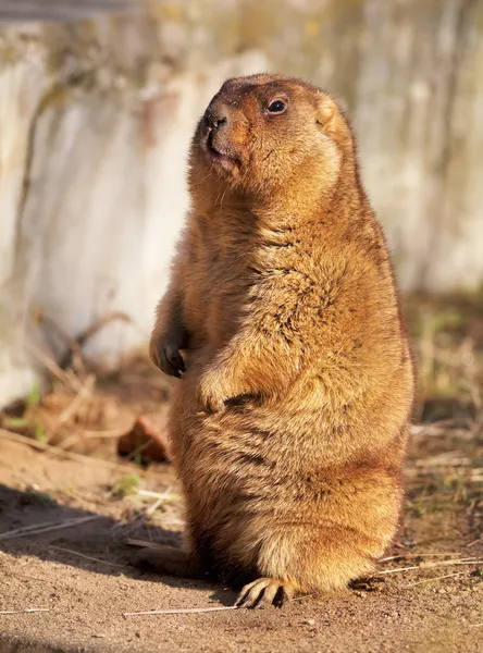 Retrato de larga duración de una Marmota (bobac), posando en un día soleado . — Foto de Stock