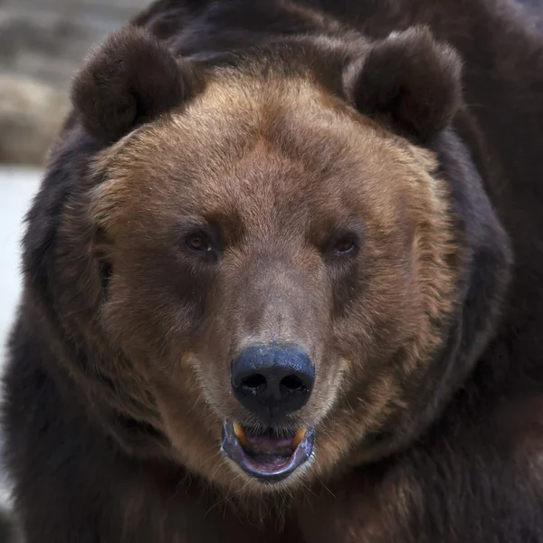 Olho a olho com um urso pardo . — Fotografia de Stock