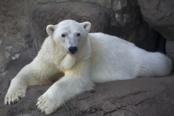 Betrokken uiterlijk van een ijsbeer vrouwelijk, rusten met een elegante pose. — Stockfoto