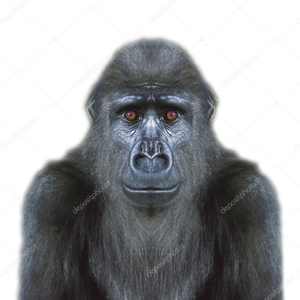 An eye to eye portrait of a young gorilla male, isolated on white background.