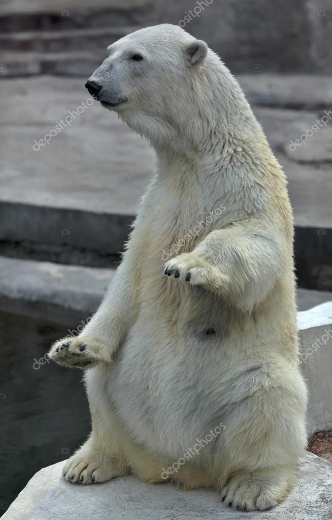 A polar bear female, sitting up straight with lifted forepaws. — Stock