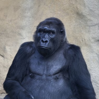 An old gorilla female, sitting alone. Clever stare of the great ape.