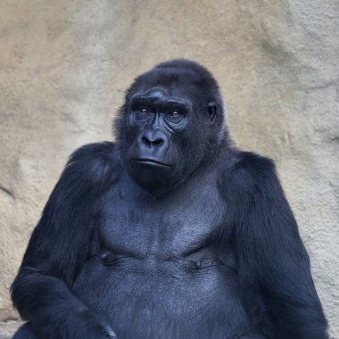 An old gorilla female, sitting alone. Clever stare of the great ape. clipart