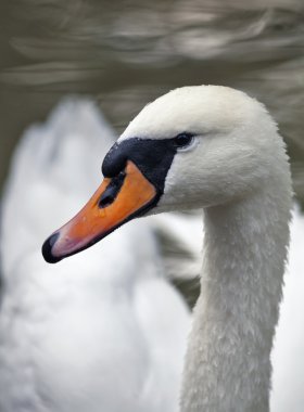 tatlı yüz boğmaca kuğu portresi.