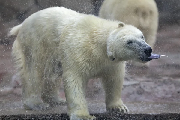 Un giovane orso polare, che trema d'acqua con la lingua viola . — Foto Stock