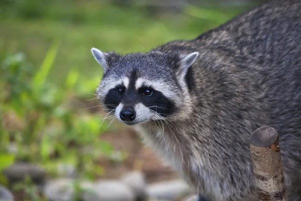 The funny face of a raccoon on blur background. Curious look of a washing bear.