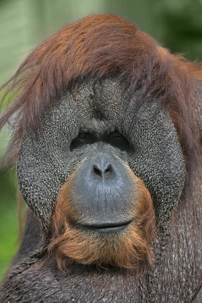 Eye to eye with an orangutan male, chief of the monkey family. — Stock Photo, Image