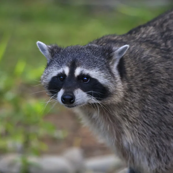 The funny face of a raccoon on blur background. — Stock Photo, Image