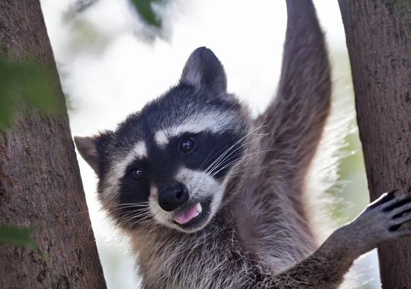 The funny portrait of a raccoon with open chaps on a tree. — Stock Photo, Image