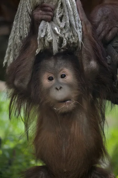 bir orangutan bebek yüz portresi.