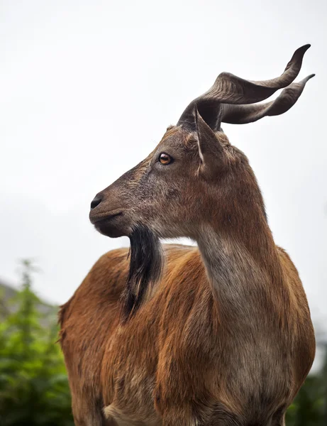 La cabeza y el hombro de un hombre joven markhor. Retrato lateral de una cabra majestuosa . — Foto de Stock