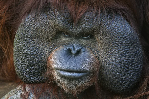 Nahaufnahme Porträt eines Orang-Utan-Männchens, Häuptling der Affenfamilie. — Stockfoto