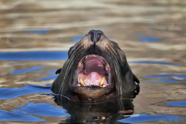Oroszlánfóka az ő feje a víz felett, és nyitott szájjal, természetes környezetben. — Stock Fotó