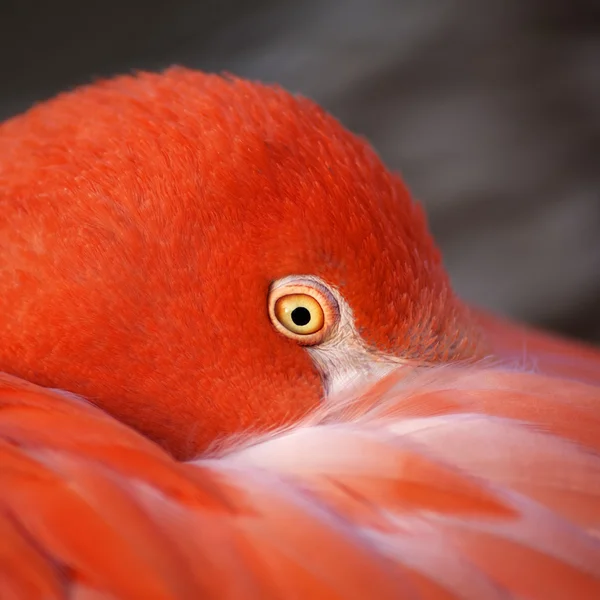 世界の最も美しい鳥の一つ、ピンクのフラミンゴのクローズ アップの肖像画. — ストック写真