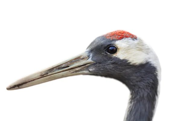 Closeup portresi izole beyaz zemin üzerine kırmızı taç vinç (grus japonensis),. — Stok fotoğraf