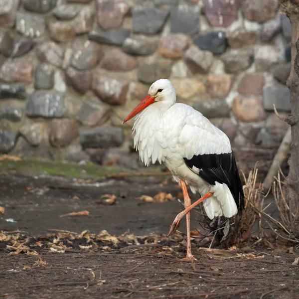 Plné lenth portrét Čáp bílý (ciconia ciconia) na rozostření pozadí. — Stock fotografie