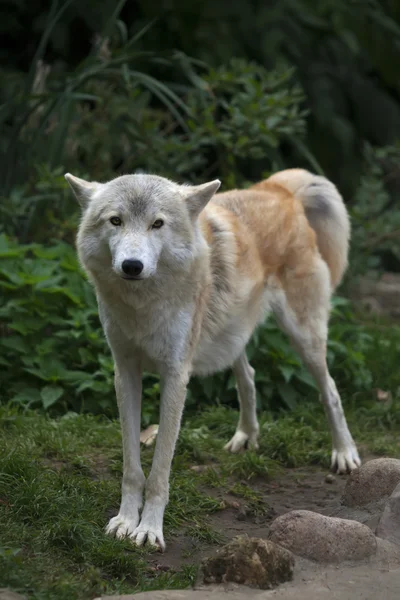 Full-size portrait of a polar wolf male in stretching pose. — Stock Photo, Image