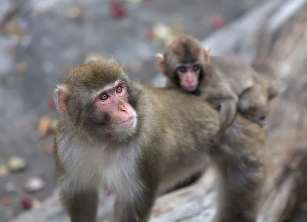 Mother Japanese Macaque with young baby on her back. — Stock Photo, Image