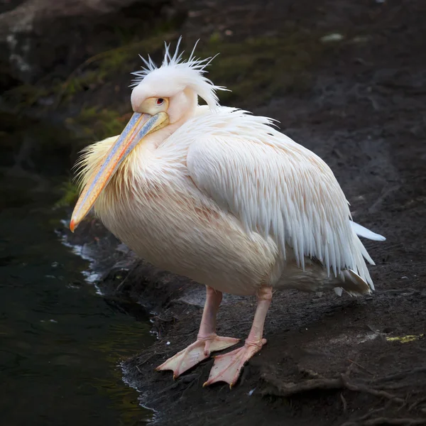 A full length portrait of a pink pelican on dark natural background. — Stock Photo, Image