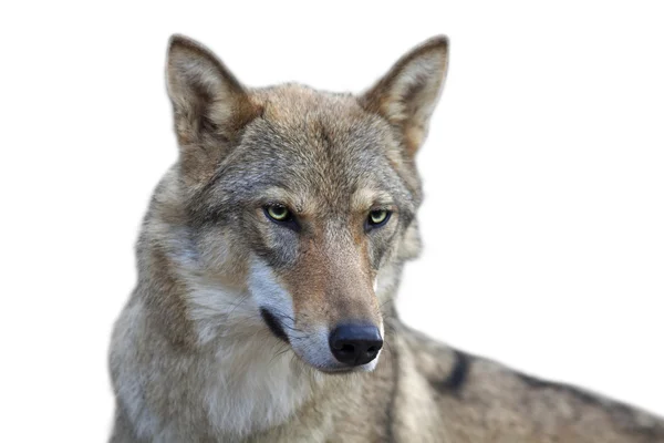 Auge in Auge Porträt mit grauem Wolfsweibchen auf weißem Hintergrund. — Stockfoto